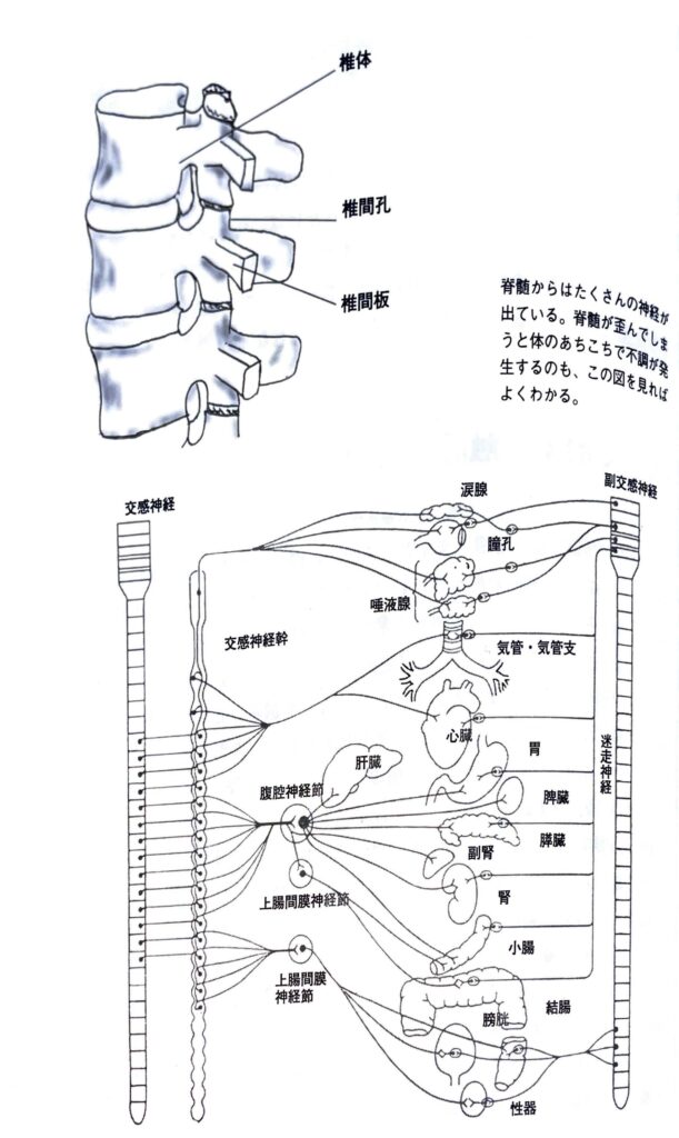 触れて治す 触診 とは 愛泉道院 健笑苑