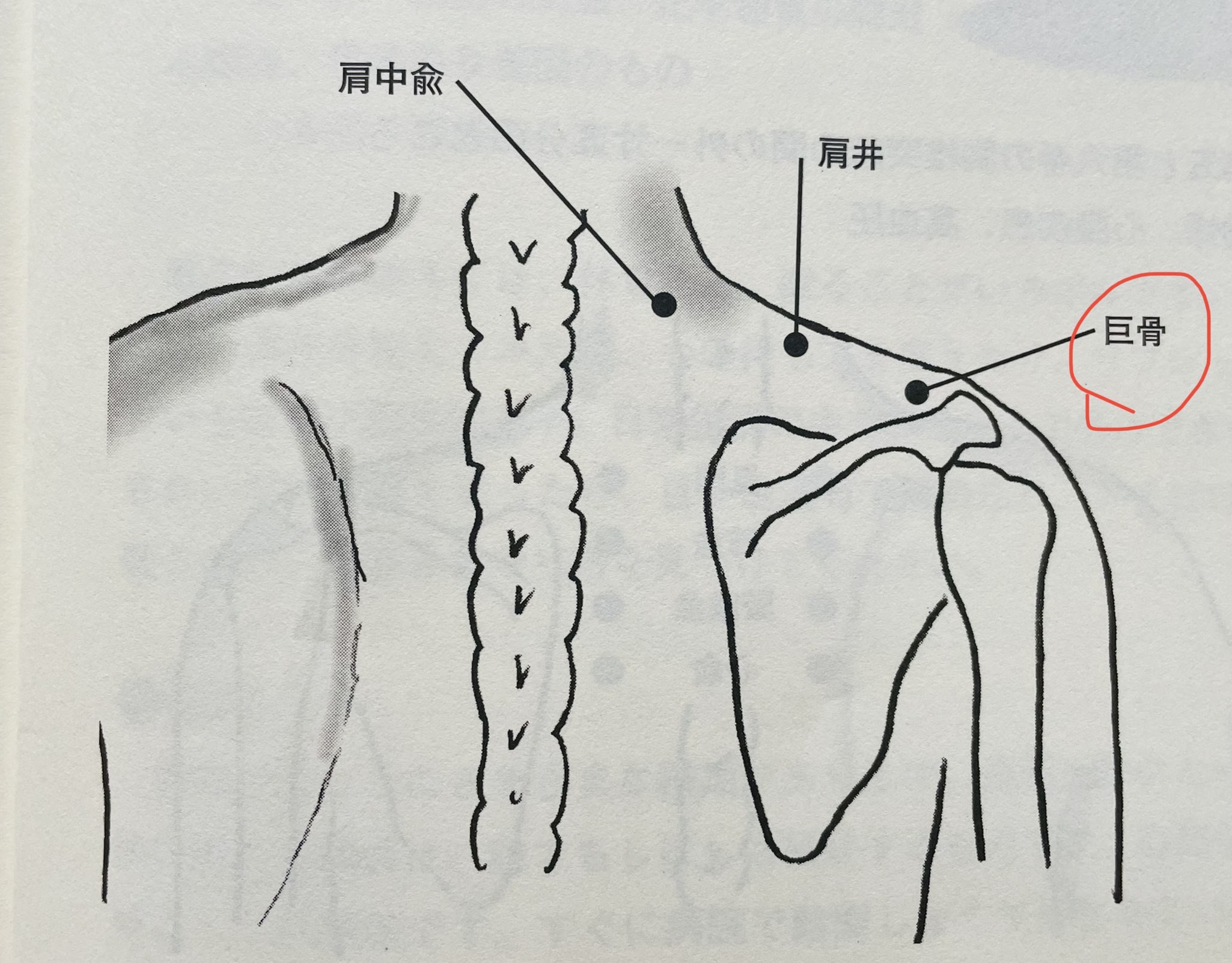 巨骨 (ここつ)｜愛泉道院 健笑苑